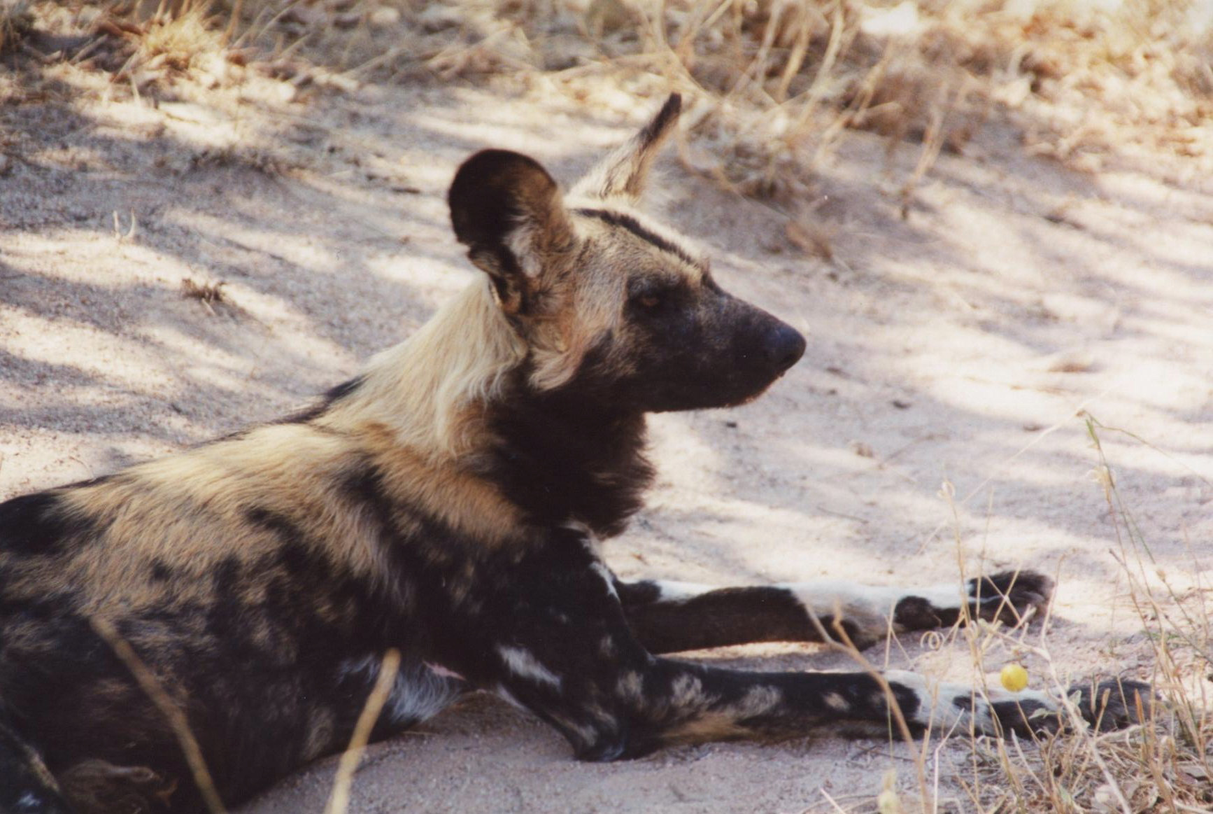 Hyena