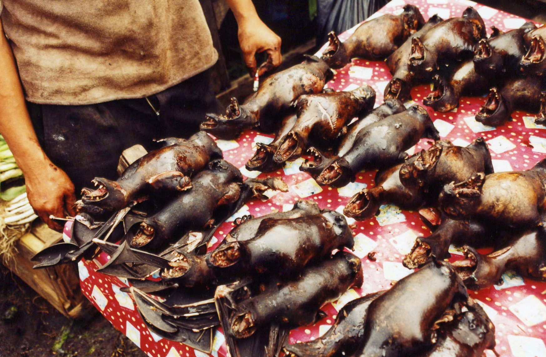 Bushmeat